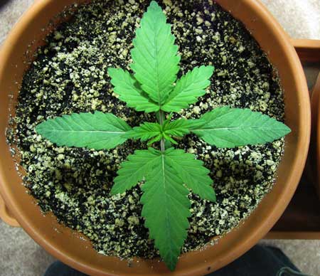 A healthy young cannabis plant