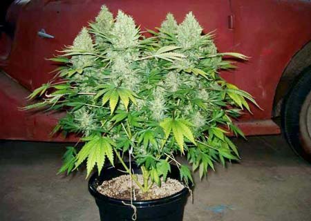 Example of a cannabis plant growing in coco coir - look at those huge buds!