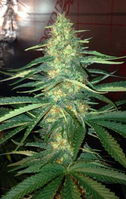 Example of a big, thick and dense cannabis cola that got plenty of light during the flowering stage, giving it the power to thicken up!