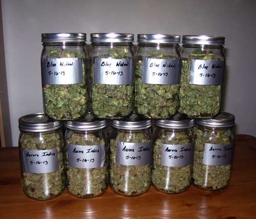 Cannabis buds curing in mason jars