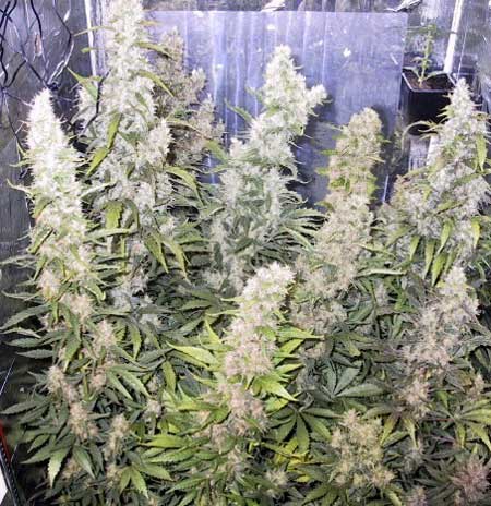 Make sure each cola gets space to itself in order to get the most dense marijuana buds possible!