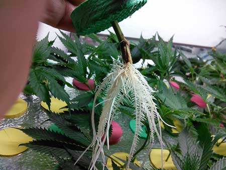 A closeup of cannabis roots