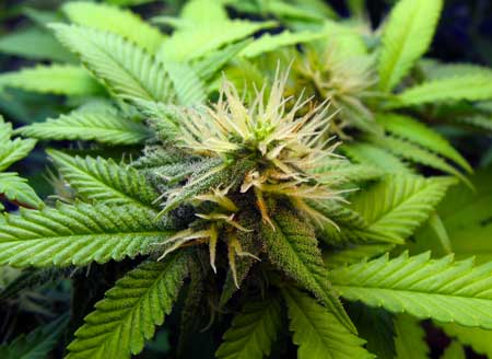 This young cannabis bud is no where close to being ready to harvest. It is still larfy and insubstantial. Don't harvest yet!