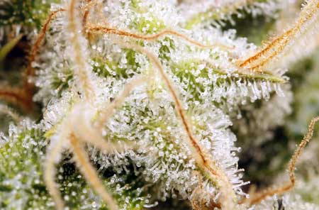 A closeup picture of the resin / trichomes on a sticky cannabis bud