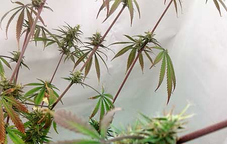Cold temps can cause cannabis to produce whispy, larfy buds