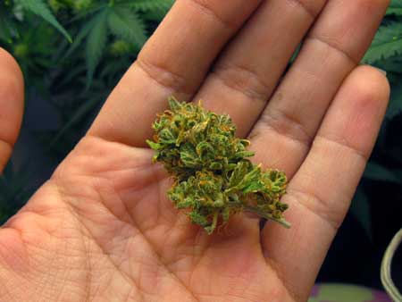 These buds are fluffy and airy - not dense at all. This tutorial will show you how to make your cannabis buds grow compact and dense every time!