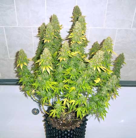 A cannabis plant that has been grown in an air pot - Air pots and smart pots help plants grow better by letting the roots get air from the sides