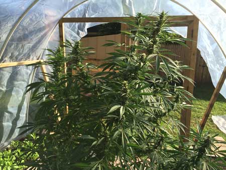 DIY cheap greenhouse make your cannabis plants happy, even in chilly temps!