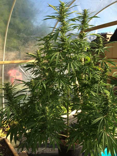 Happy cannabis plants inside DIY greenhouse