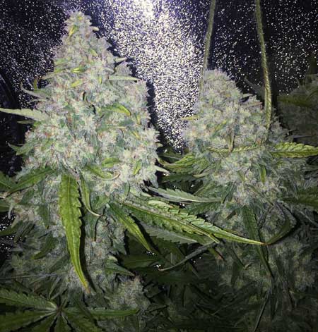 Example of two big, fat and dense cannabis colas