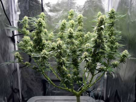 Example of a cannabis plant that was manifolded early in the vegetative stage - side view so you can clearly see the manifold