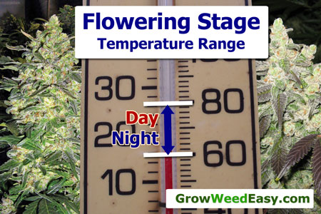 Keep your temperature right in the flowering stage to produce the densest buds possible (among other great benefits)