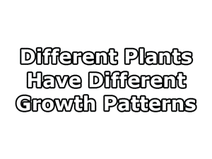 Different plants have different growth patterns
