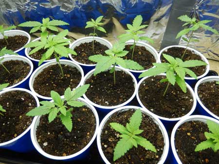 Happy marijuana seedlings in solo cups, just about ready for transplant