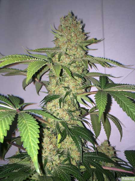 Example of a Moby Dick cannabis bud cola. This marijuana strain is by Dinafem and tends to produce dense buds.