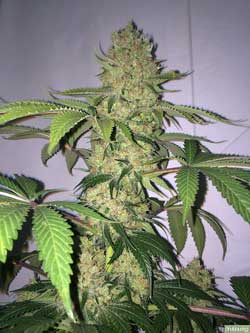 The most dense and weighty cannabis buds are the ones that get space to themselves to develop