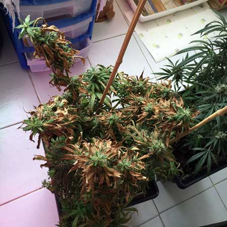 LED-burnt buds tend to grow thin and leafy, without any density