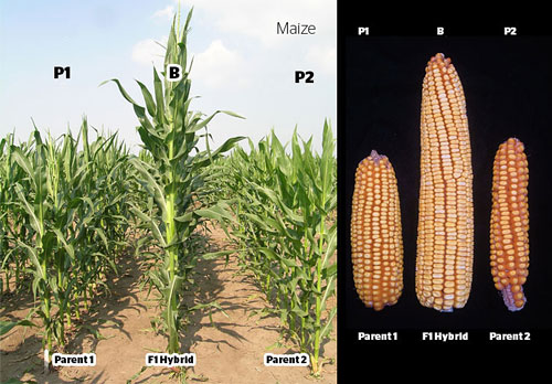 Diagram - F1 hybrid of corn
