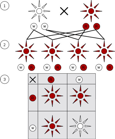 Mendelian inheritance diagram Source: Wikipedia