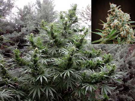 Breeding cannabis seeds