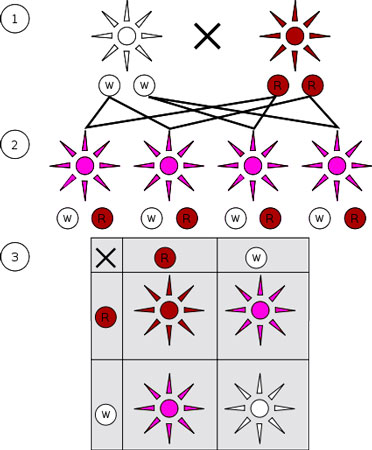 Non-Mendelian inheritance diagram Source: Wikipedia