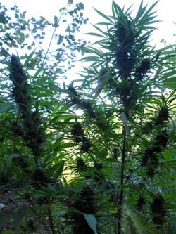 Cannabis seed breeders