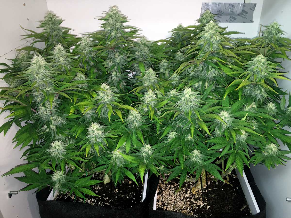 How To Grow Dense Cannabis Buds | Grow Weed Easy