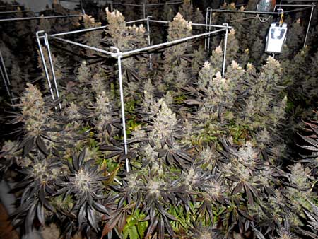 Growing conditions for cannabis