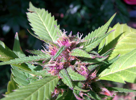 Beautiful purple / pink buds on this cannabis plant