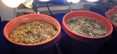 Cannabis seedlings that were planted in a too-big container. After the plant has started to “grow into” its container, the top inch of potting mix will start drying out quickly (less than a few days). At this point, you can start normal cannabis watering practices which means you saturate the whole growing medium until you get about 20% runoff water.