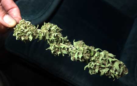 Example of a cannabis bud that never thickened up properly because it didn't get enough light in the flowering stage