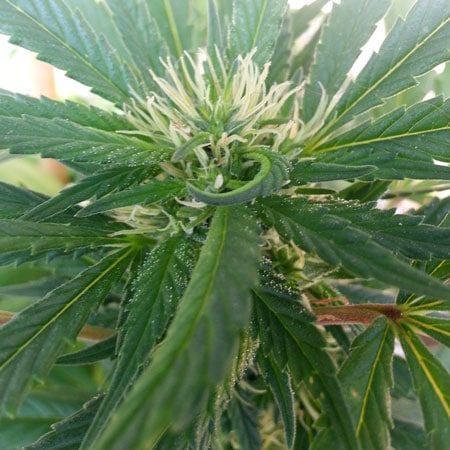 This young flowering plant is starting to show it's phenotypes related to bud production