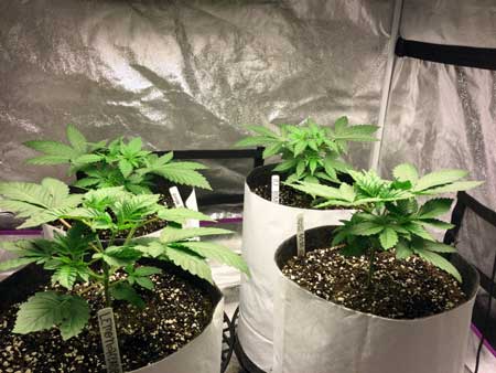 Nutrients for growing cannabis in soil