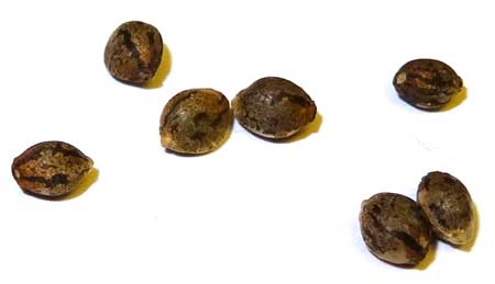 Close-up of cannabis seeds - Click on this picture to learn more about getting your hands on great seeds