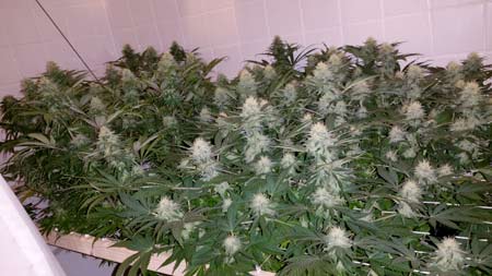 Example of a cannabis Scrog Grow in someone's bathroom - a bathtub can make a surprisingly great place to grow!