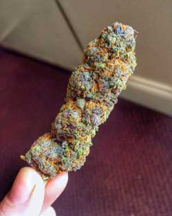 You can grow cannabis like this, too!