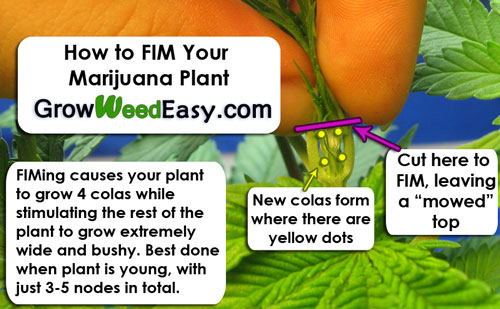 FIMing your cannabis plant can create up to 4 colas at once
