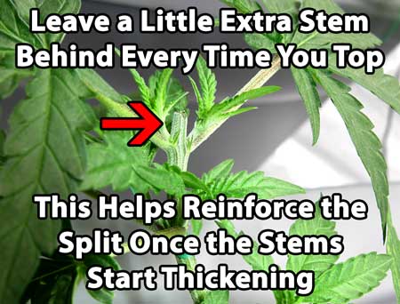 Quick tip: Here's a tip on how to help prevent the dreaded split. Leave a little stem behind every time you top to increase the overall strength of your two new cannabis colas - you don't want them to split at the middle!