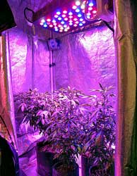 Cannabis plants under an LED grow light in a grow tent