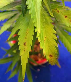 A discolored cannabis leaf suffering from a deficiency