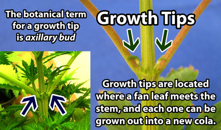 What is a "growth tip" on a marijuana plant? The botanical term is an "axillary bud". These will grow into new stems or main colas! They are located at the base of fan leaves.