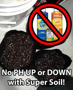 Don't use PH UP or PH DOWN when growing marijuana in organic super soil, or you may harm the beneficial organisms in your soil!