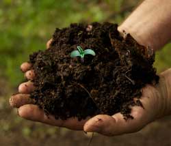 Cannabis seedling in soil - in hands