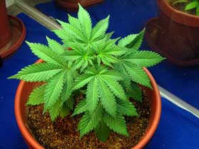 A young vegetative cannabis plant growing in coco coir