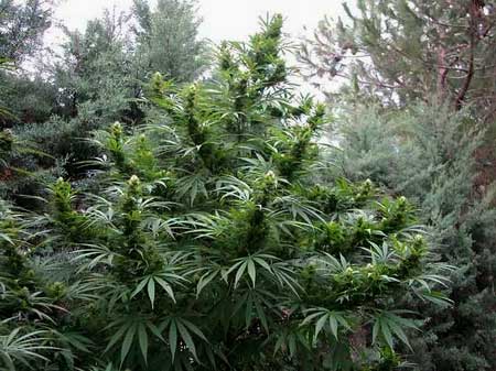 Cannabis grows like a weed in the wild when there's plenty of light and good soil