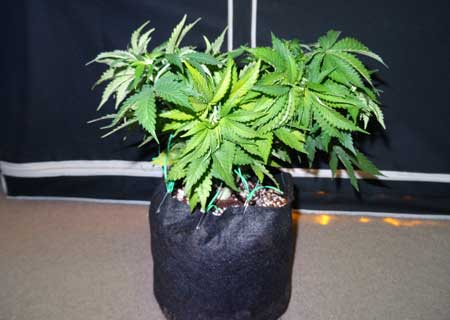 Here's that same marijuana plant after plant training - notice how all the colas are the same height and the plant now has a flat, table-top shape.