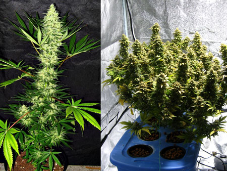 Indica cannabis plants tend to grow short and stocky