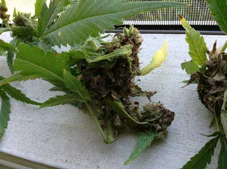 A terrible case of cannabis bud rot - you can see the brown rotting parts