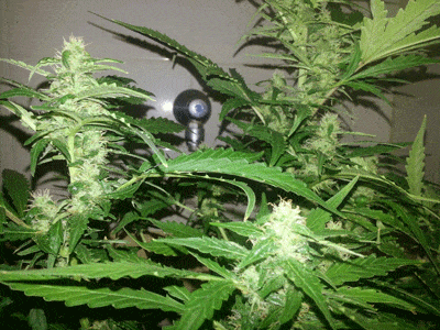 Cannabis buds in the bathtub - moving gif