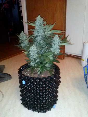 This cannabis auto-flowering strain is "Blue Mystic" cannabis strain, originally bred by Nirvana and now carried by Royal Queen Seeds